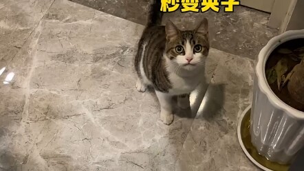 Keluarga semua, aku ditipu sama kucing jalanan!