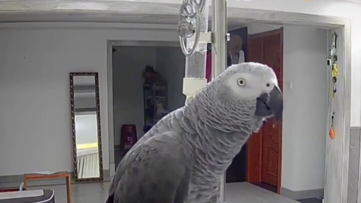 รู้มากเกินไปแบบนี้ เดี๋ยวจะโดนปิดปากเหรอ? #คลิปตลก #นกแก้ว #สัตว์