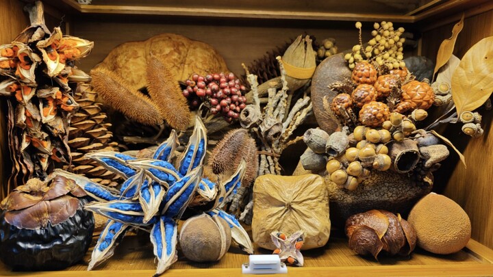 Goose collected some seeds that make noise!