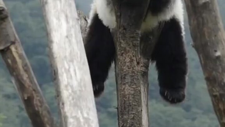 Wenwen is not just an ordinary panda.