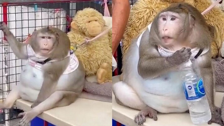 Thailand’s 3-Year-Old Juggling Monkey Gets Overfed by Tourists Until It’s a Fat Ball—Owner Forced to