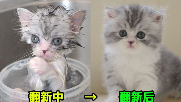 Jangan buang anak kucing yang kotor—ganti aja dengan yang baru!