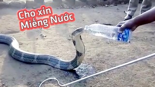 Khi động vật Hoang Dã hành nghề "ăn xin" và cài kết | Hóng Khám Phá