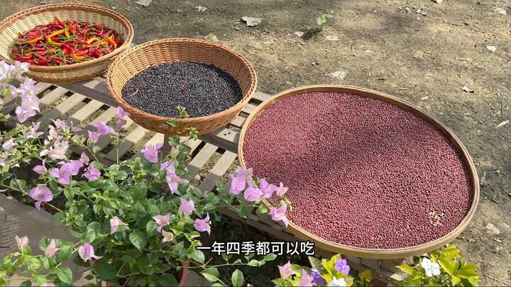 We’re back to reaping nature’s bounty—little wild red beans have sprouted tender, fresh, and sweet b