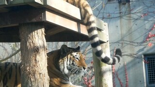 Is my husband's tail a cat toy? A tigress gets irritated by the male tiger's wagging tail.