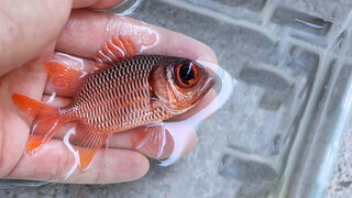 Akuarium Laut. Meng Wang belum tentu kucing & anjing! Juga bisa ikan.