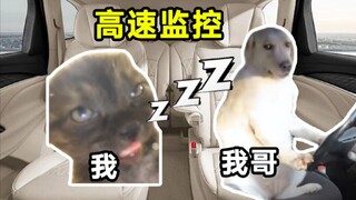 【猫meme】坐哥哥的车在高速被监控拍下逆天睡姿