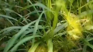 [สายดีดซีรี่ย์]-(จอมยุทธ์สาวข้ามภพมาอยู่ในร่างสาวธรรมดา เสียงในหัวของเธอกะถูกทุกคนได้ยิน#พากย์ไทย