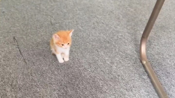 Tiểu Cát ngoan quá, đúng là một chú mèo nhỏ thông minh!