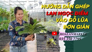 Hướng Dẫn Ghép Lan Ngọc Điểm Vào Gỗ Lũa Đơn Giản Nhất