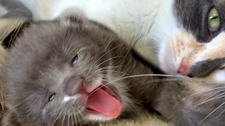 “แม่แมว อย่าขยี้ฉัน!” - ลูกแมวร้องเสียงดัง