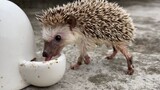 When a hedgehog stands up, it's so cute!