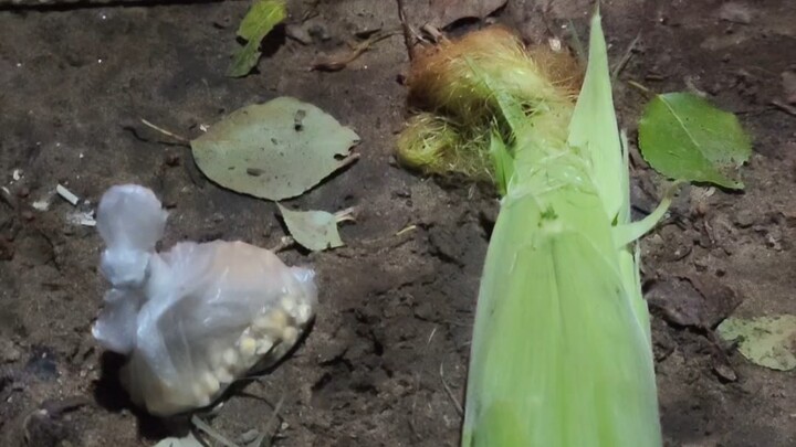 Tutorial Menanam Jagung di Lahan Terlantar Kiamat