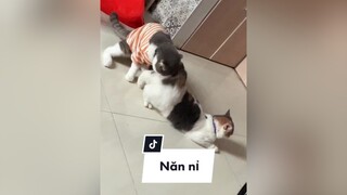 Trong căn nhà này ai cũng khổ 🥹 bà Ber gào đảo điên, ông Beo ko hiểu gì hết, bà mẹ thì phải chịu đựng tiếng gào than của con gái 🥲 meo cat catsoftiktok trending