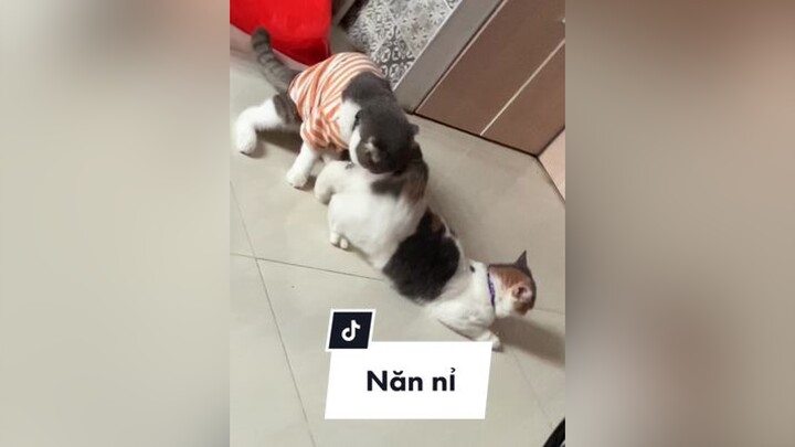 Trong căn nhà này ai cũng khổ 🥹 bà Ber gào đảo điên, ông Beo ko hiểu gì hết, bà mẹ thì phải chịu đựng tiếng gào than của con gái 🥲 meo cat catsoftiktok trending