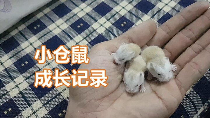 My In-Laws' Dwarf Hamster (Old Lady Baby) Growth Record