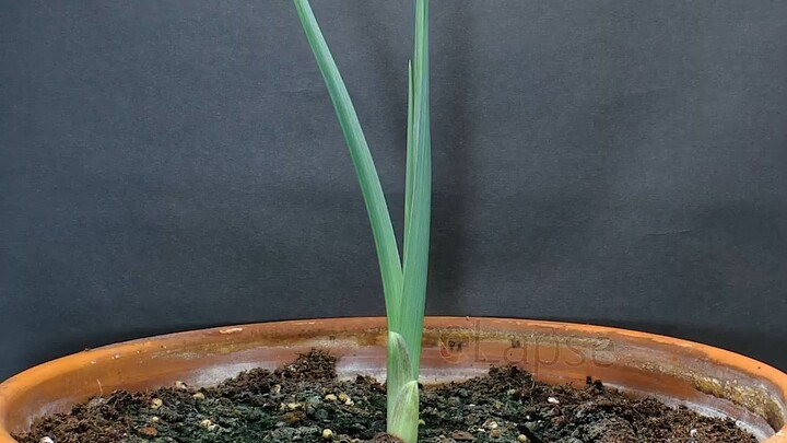 Bóng đèn Iris 【Quay time-lapse】 Vạn vật nảy mầm Time Lapse