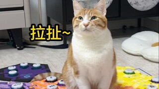 القط الصغير الذي يستطيع الكلام لديه ذاكرة جيدة حقًا!