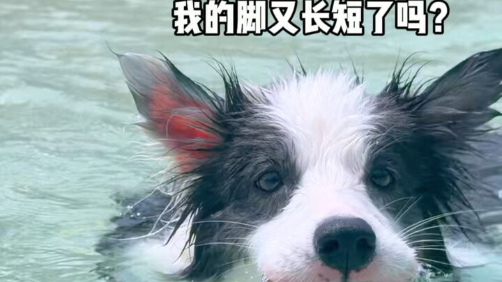 A real dog paddle must be paired with a pig’s snore.