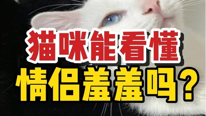 Lưu ý! Mèo không chỉ hiểu mà còn thích xem, và tâm trạng của chúng rất bùng nổ!
