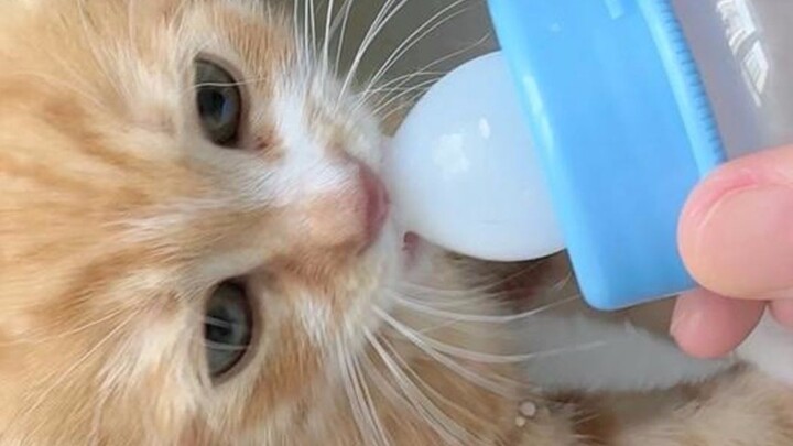 ดูท่าแล้วแมวน้อยต้องเลี้ยงตั้งแต่เด็กจริงๆ นี่มันเหมือนมองเราเป็นแม่ของมันเลย!