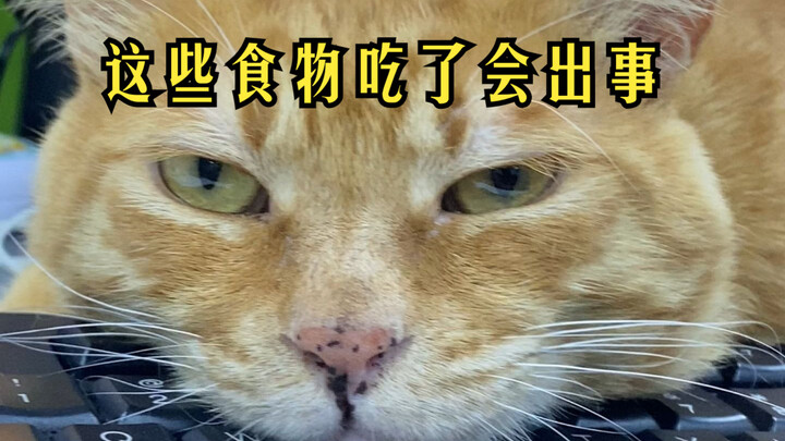 【กลุ่มช่วยสัตว์】อาหารใดบ้างที่แมวไม่ควรกิน? รีบจดไว้เลย!