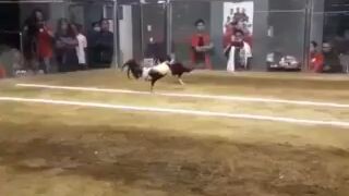 winning line grey gwapo