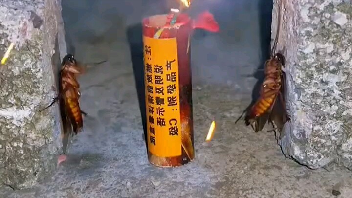 ประทัด V แมลงสาบ