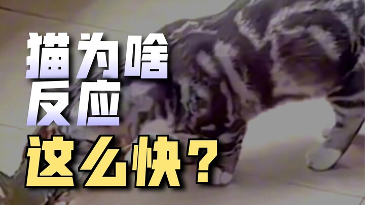 Mengapa kecepatan reaksi kucing begitu tinggi?