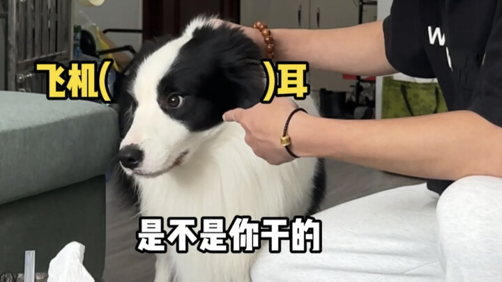 Only Dog Owners vs. Cat Owners Really Get It!