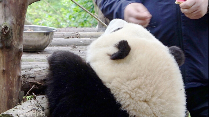 [Giant Panda He Hua] He Hua’s hind-legs-standing training session – high leg lift!