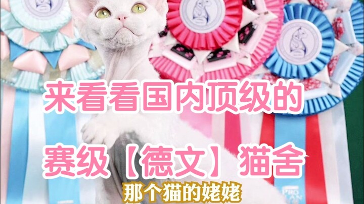 Menjelajahi Peternakan Kucing Devonshire Tingkat Atas di Tiongkok (Bagian 1)