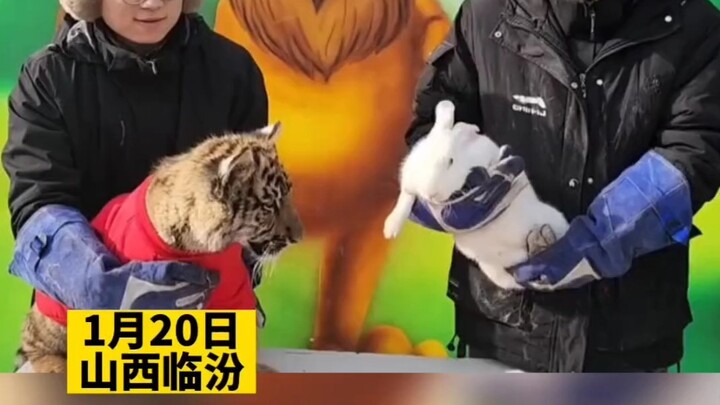 老虎：什么？加餐仪式开始？