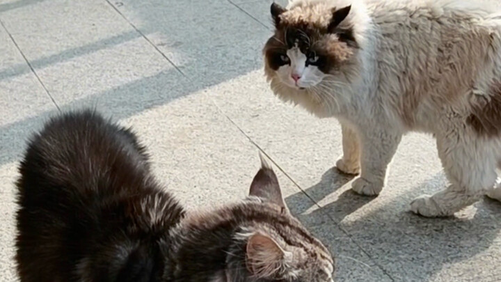 สามีแมวจอมป่วนตอนนี้กำลังก่อคดี! ลูกแมวแร็กดอลล์ของฉันหนีออกไปหาเมียน้อย ไม่กลับบ้านมาหนึ่งสัปดาห์ แ