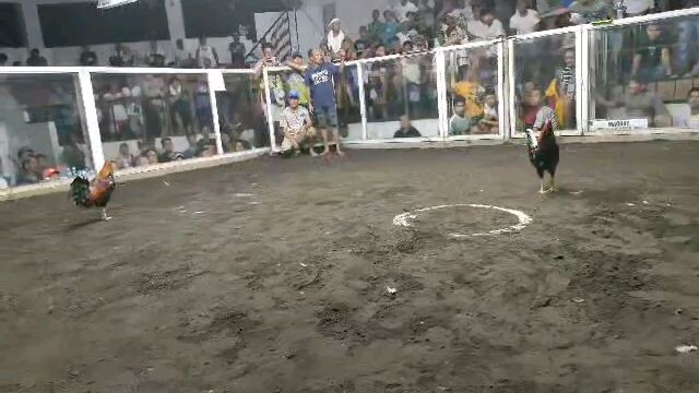 Last fight Tabaco Albay Fiesta Derby #win