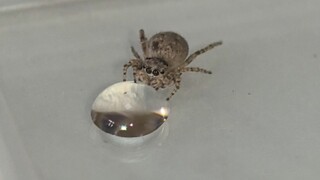 Who else gets it? The little jumping spider drinking water—so darn cute it's mind-blowing!
