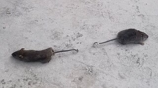 Mouse: Come on, let's hurt each other!
