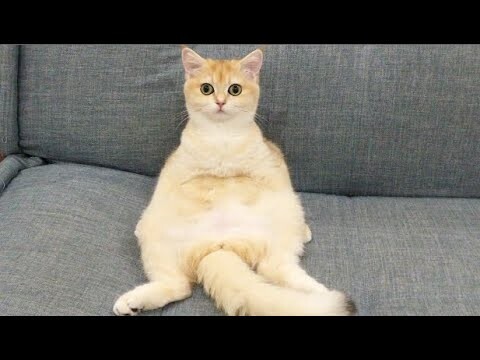 Cute Cat -  Bé Mèo Con Dễ Thương Thích Liếm Láp - Funny - Kittens