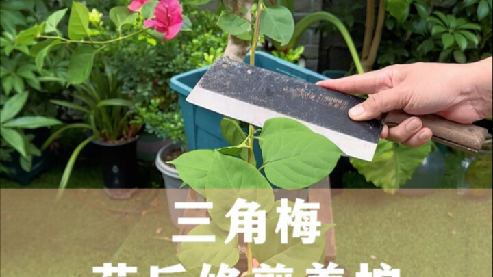 Sau khi hoa tường vi nở xong, chỉ cần cắt tỉa theo cách này, chẳng bao lâu hoa sẽ lại nở rộ, tràn đầ