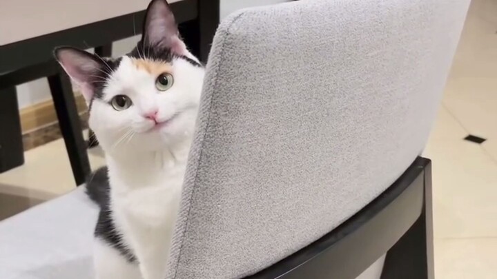 Peek-a-boo! Can this cat get any cuter? π₯ΊπΎ