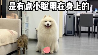 Samoyeds are actually quite clever!