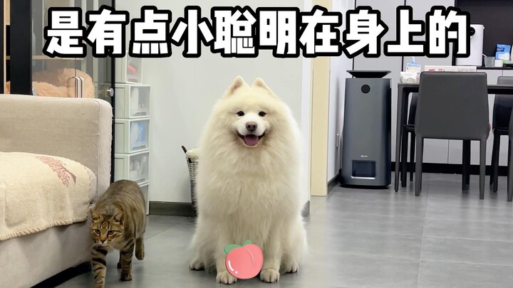 萨摩耶是有点小聪明在身上的！