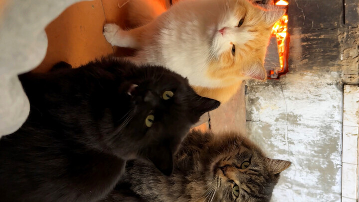 Saat tahun baru kembali ke kampung halaman, anak-anak kucing di desa semuanya mengelilingi saya untu