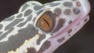 【Rinken】A Class II protected animal with Devil Eyes was discovered on the Guangxi border!!!