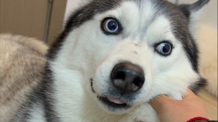 Benar-benar memfitnah si anjing!