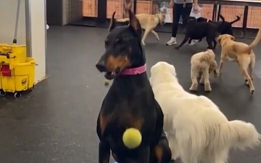 Roundup of Clumsy Puppies in Daycare Who Can’t Catch a Ball! This Tiny Game Really Exposes How Smart