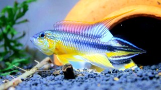 ikan hias air tawar aquarium cantik apistogramma agassizii