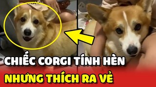 Hài hước với chú chó Corgi TÍNH HÈN nhưng lại THÍCH RA VẺ 😂 | Yêu Lu