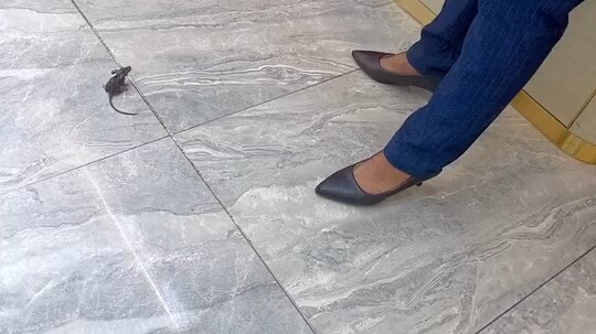 คอเป็ด: พี่สาว นี่พี่กำลังไล่แมลงอยู่เหรอ?