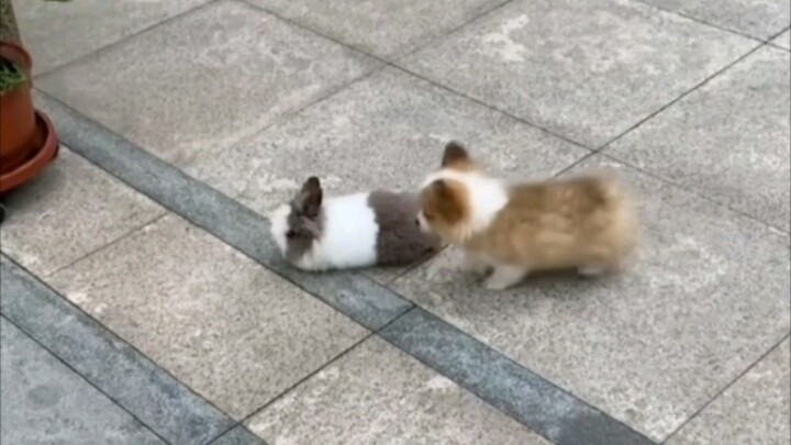 Saya telah menontonnya lima puluh kali.